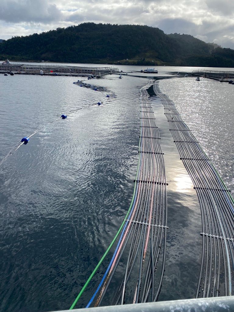 Salmonicultura Sostenible: El Futuro de la Industria en AquaSur