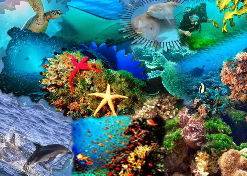 Mapeo de Macroalgas: El Encuentro Clave en Las Cruces