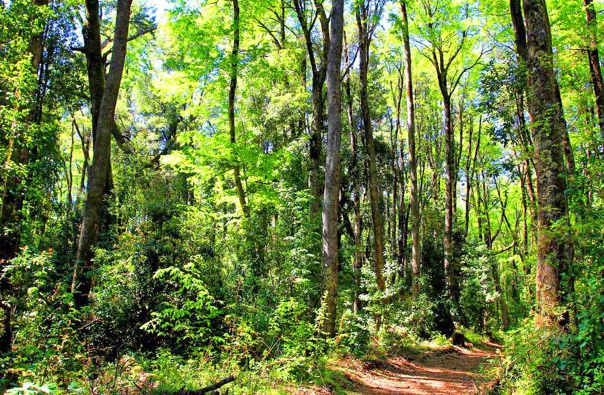 Festival Pala en Mano: ¿Cómo será la reforestación en Puerto Varas?