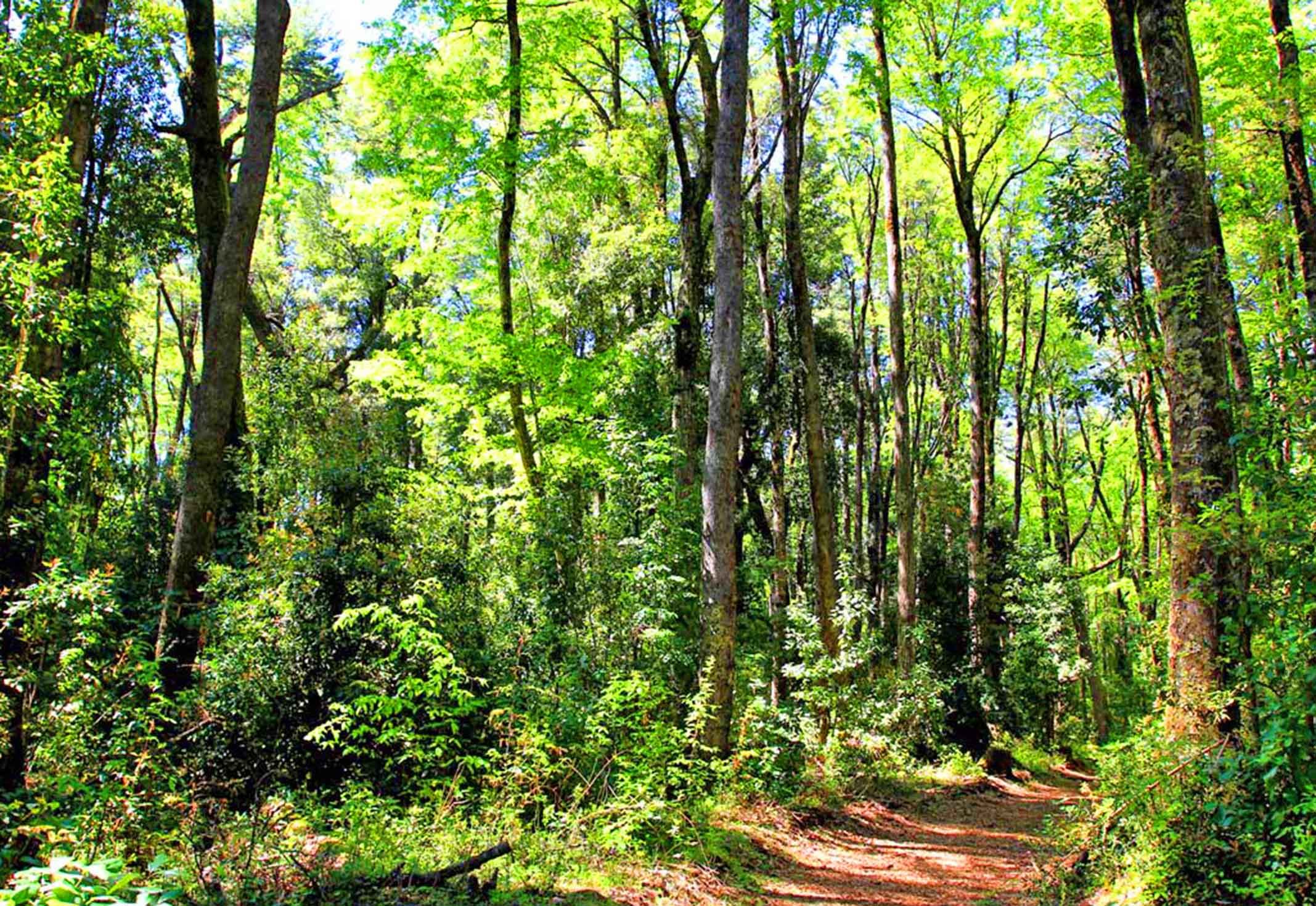 Festival Pala en Mano: ¿Cómo será la reforestación en Puerto Varas?